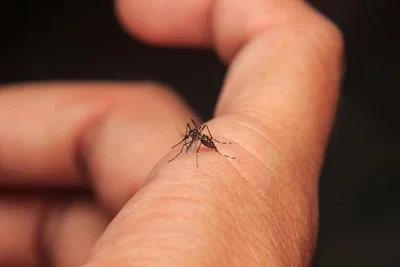 Medium mosquito998