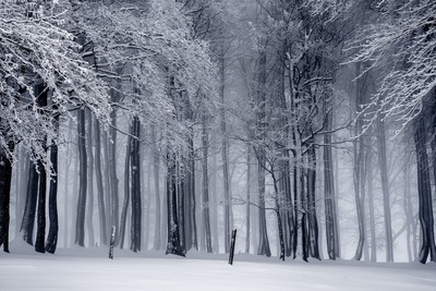 Medium winter