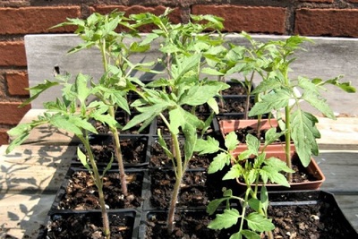 Medium seedlings