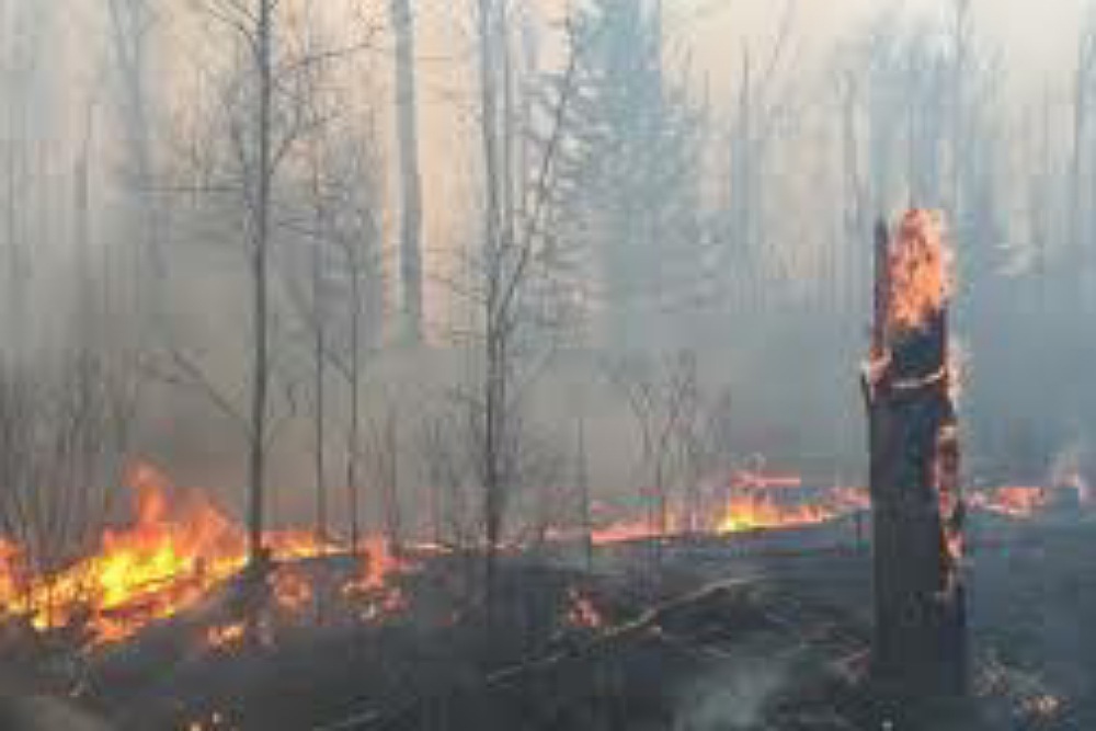 Img 03052020 103831  1000 x 667 pixel