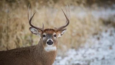 Medium ohiodeer