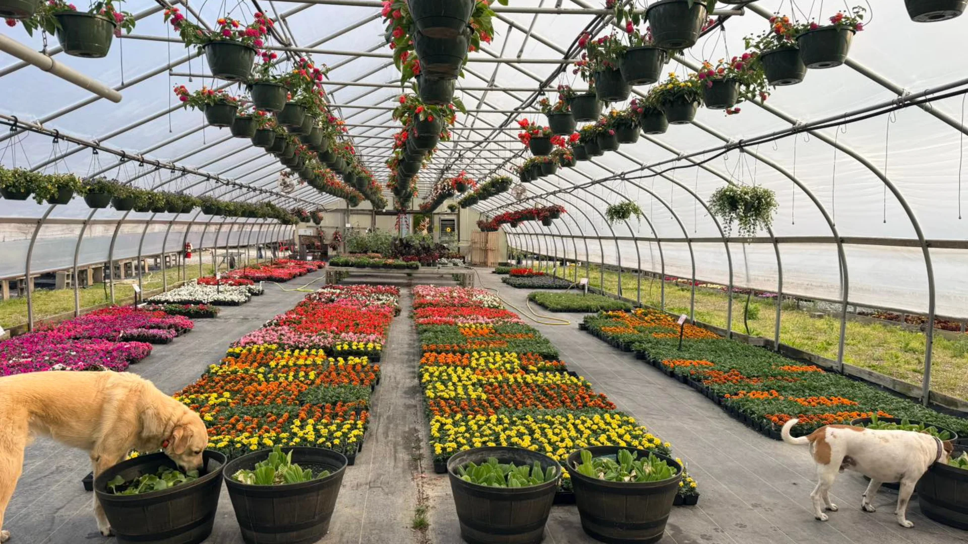 Webp greenhouse
