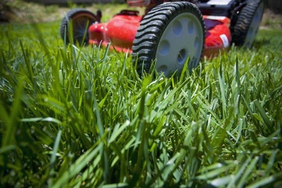 Medium grass