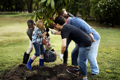 Medium plantingtree