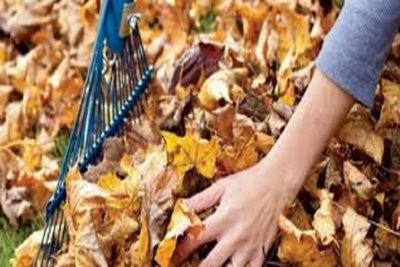 Medium fallleafwaste