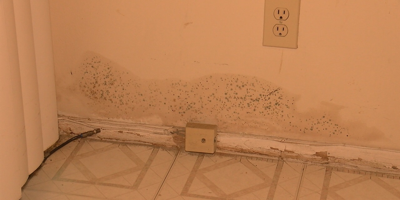 Appeals court reverses ruling against couple suing professional engineer over mold claim in