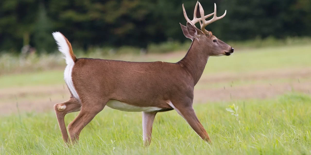 Group of Wheeling residents file petition to stop planned Oglebay Park