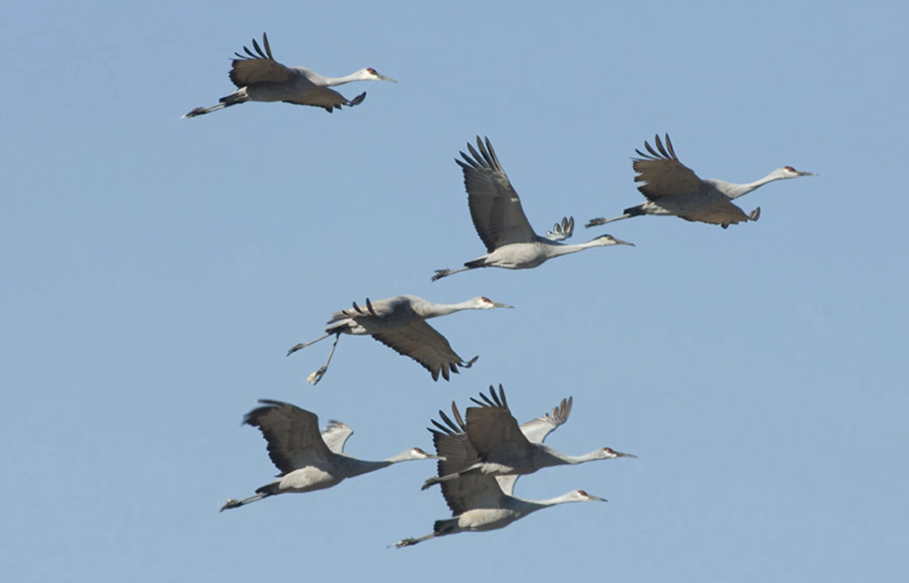 Ohio’s skies and shorelines welcome back white pelicans and sandhill cranes