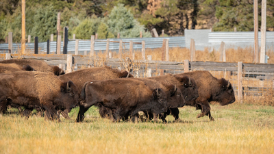 Medium buffalo