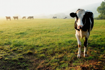 Medium cow