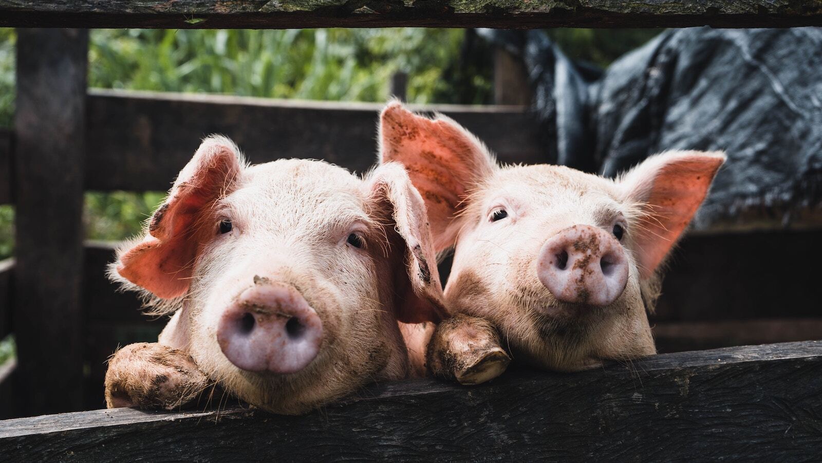 Kenneth schipper vera pigs unsplash