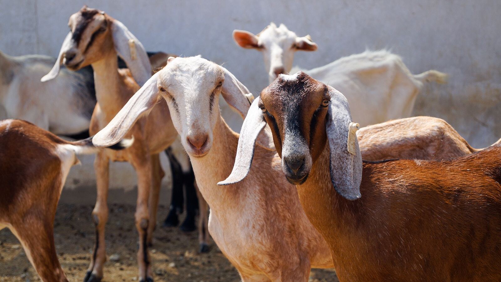 Jorge salvador goats unsplash