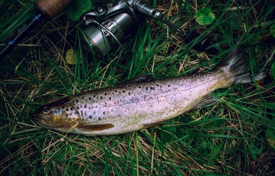 Medium trout