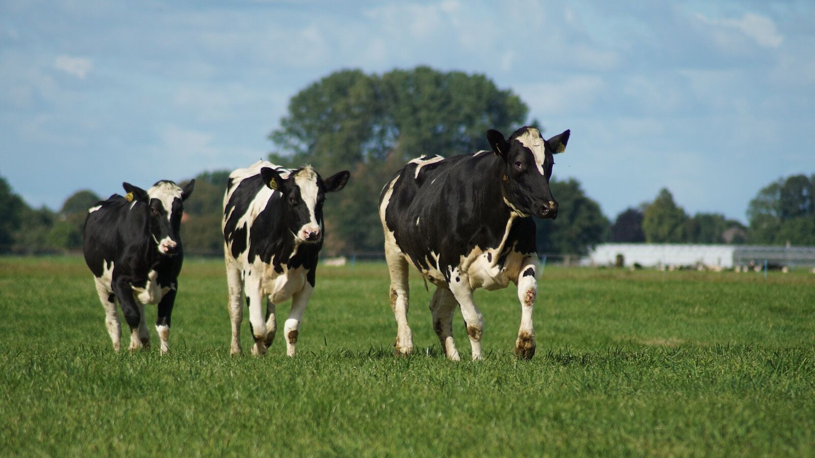 Carolien van oijen cows unsplash