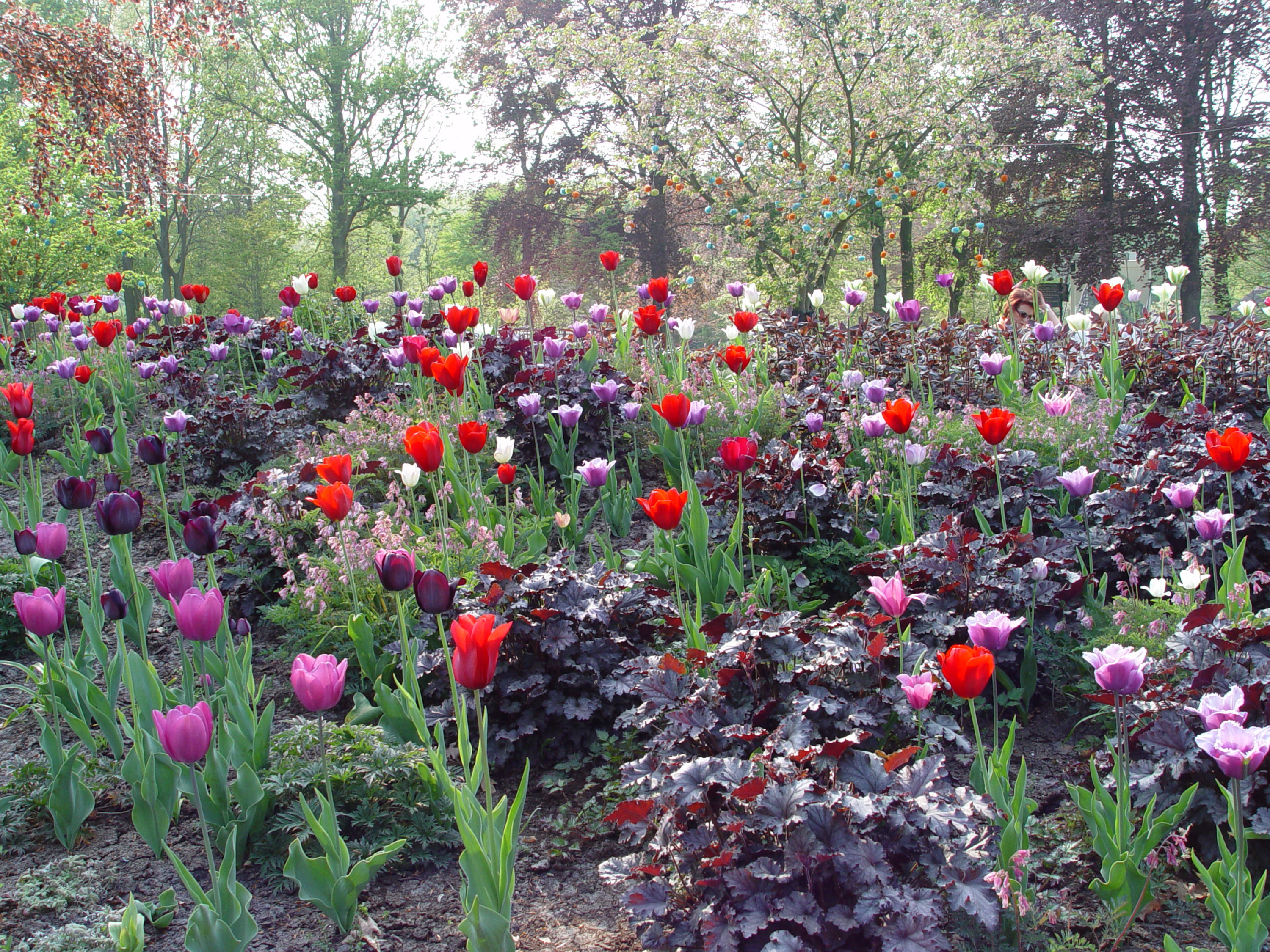 Athome yardsmart springbulb(3)