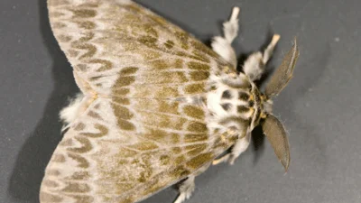 Medium spongy moth