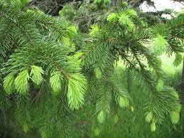 Medium pinetree
