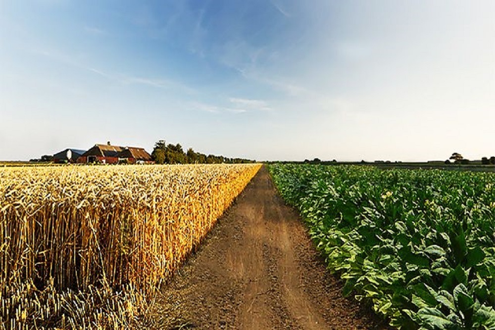 NC TOBACCO GROWERS ASSOCIATION NC Ag Coalition and NC Tobacco Growers