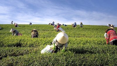 Medium tea 4136334 1280