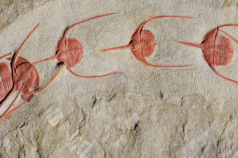 Fossils