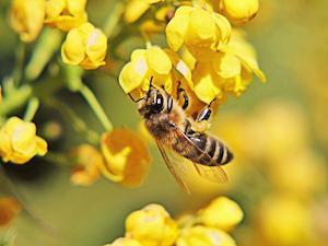 The Healthy Hives 2020 Initiative is one of Bayer’s efforts to improve the honey bee population.