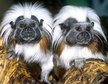 Cottontoptamarins 1473230a