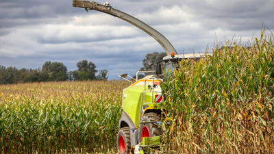 Medium harvestingcorn 1200