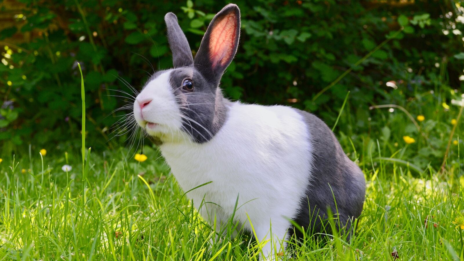 Gavin allanwood rabbit unsplash