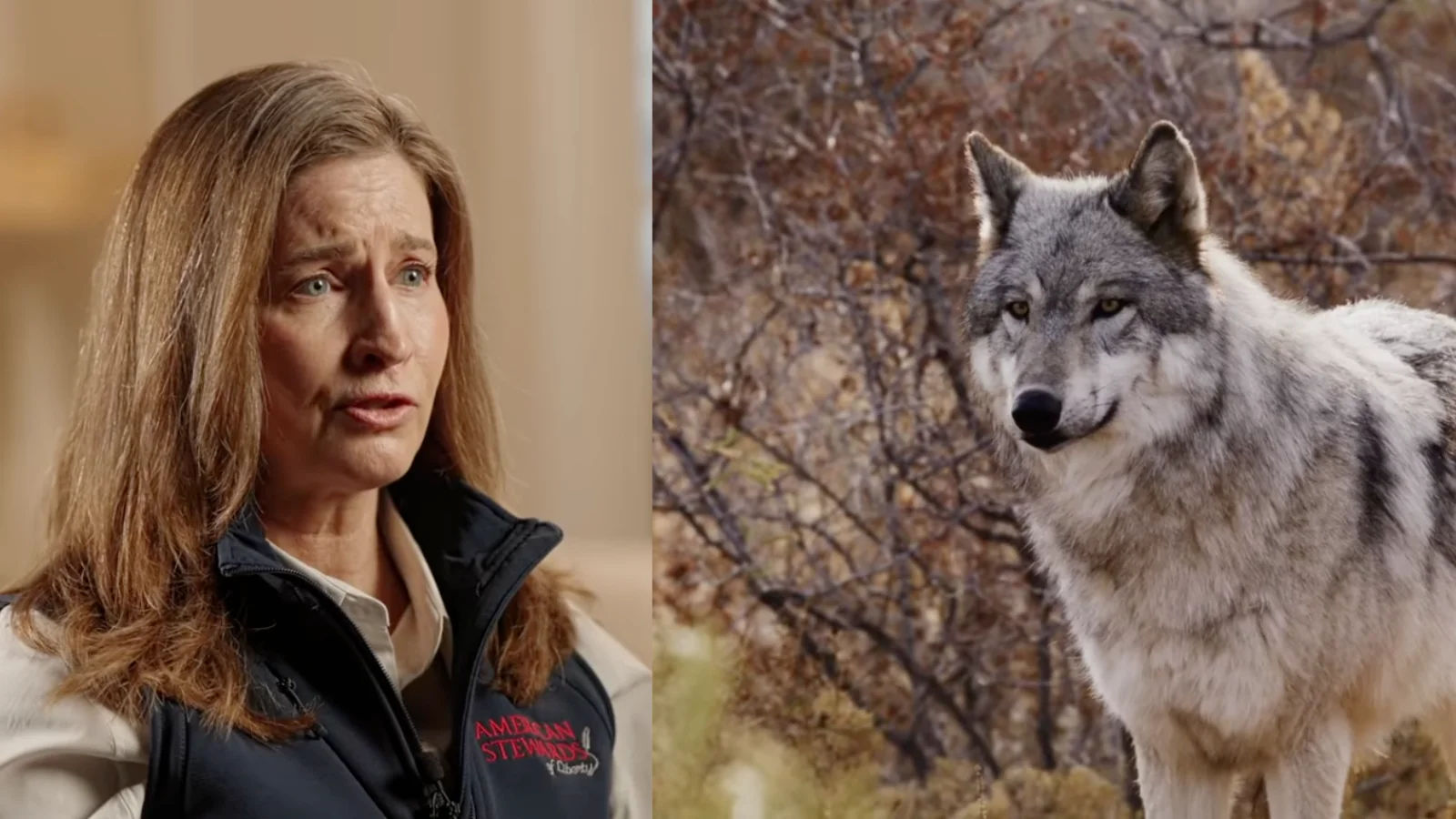 American Stewards of liberty director on Colorado wolves: ESA an 'outdated and ineffective tool for federal overreach'
