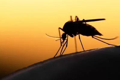 Medium mosquito 20sunset