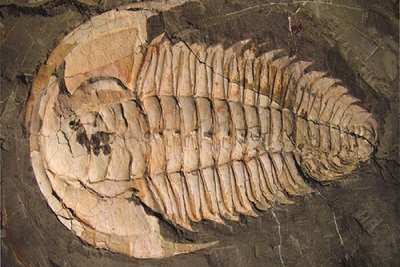 Medium fossils
