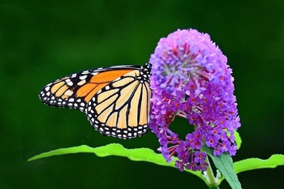 Medium monarchbutterfly