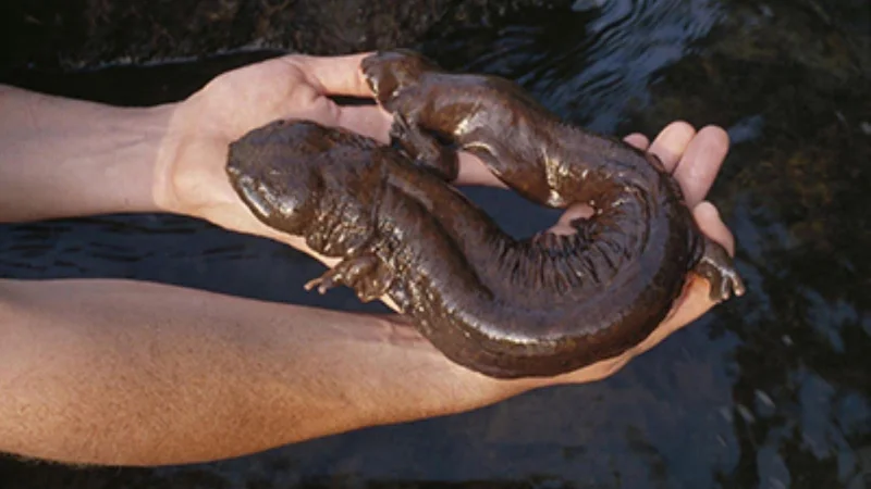 Webp hellbender