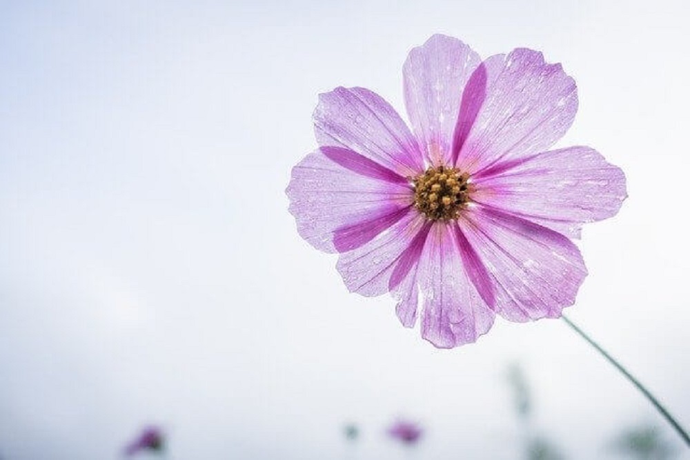 Cosmos flower 1712177 640 1