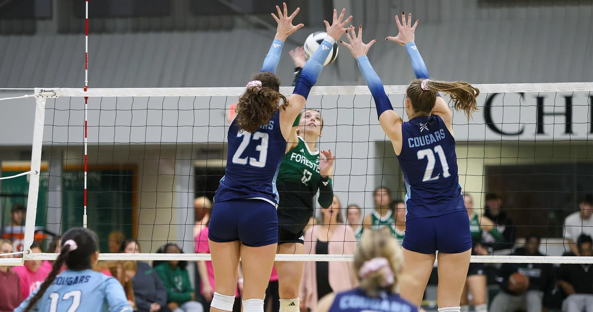 Webp evanshine and brown