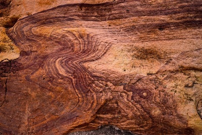 Medium woodbeck
