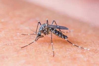 Medium mosquito3