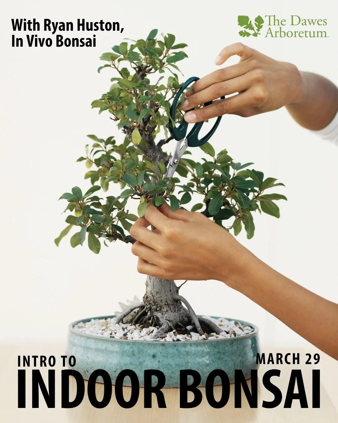 Webp bonsai