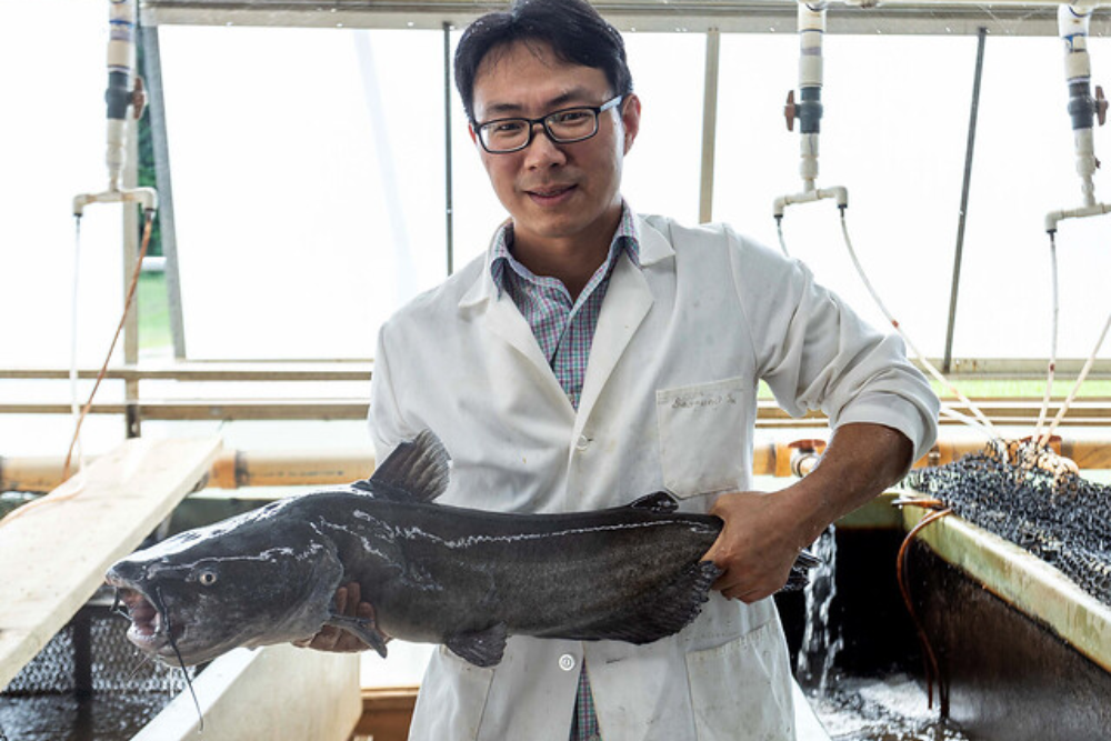 Auburn University Researchers First to Map Blue Catfish Genome