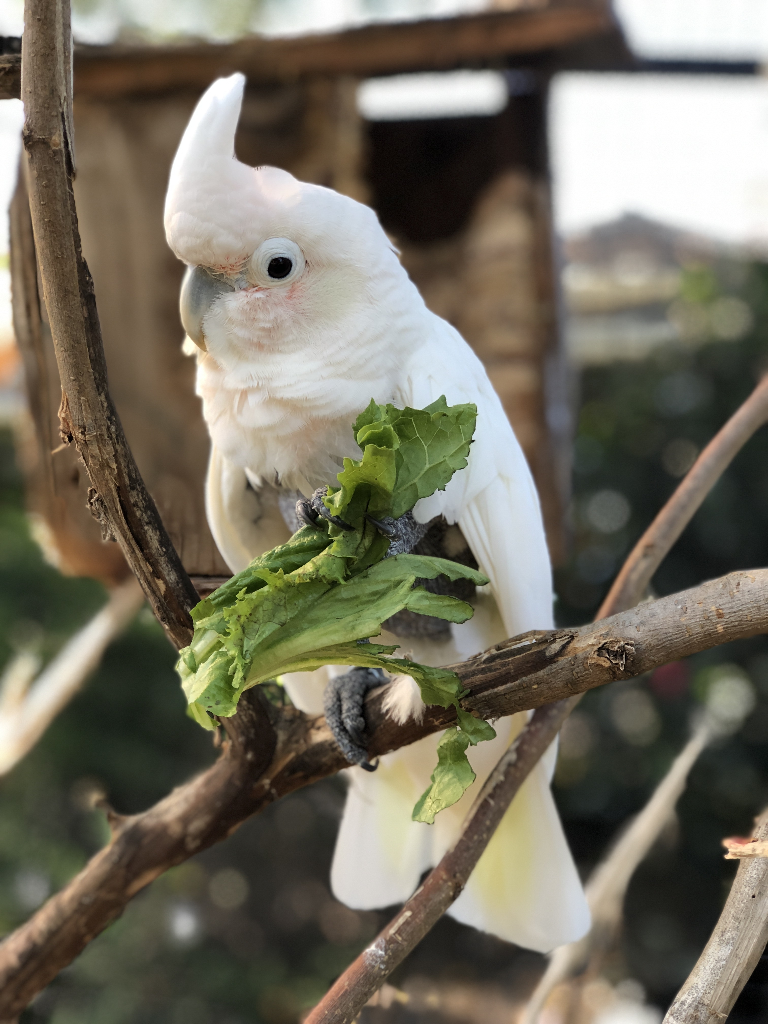 Seeking second chances Hawaii's only exotic animal sanctuary a place