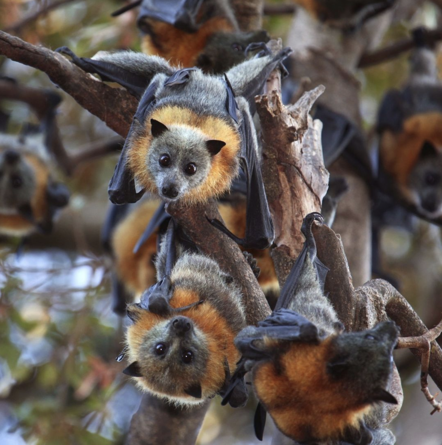 Bat Conservation International Bringing Back Bat Populations Kinute bat-conservation-international-bringing-back-bat-populations-kinute