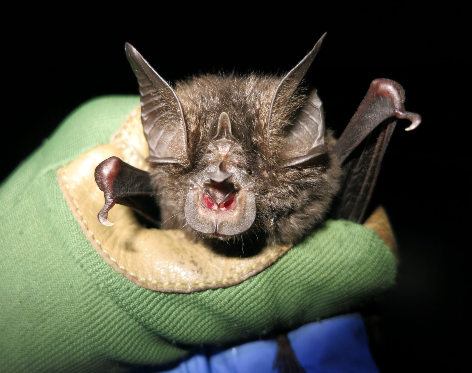 Bat Conservation International bringing back bat populations Kinute