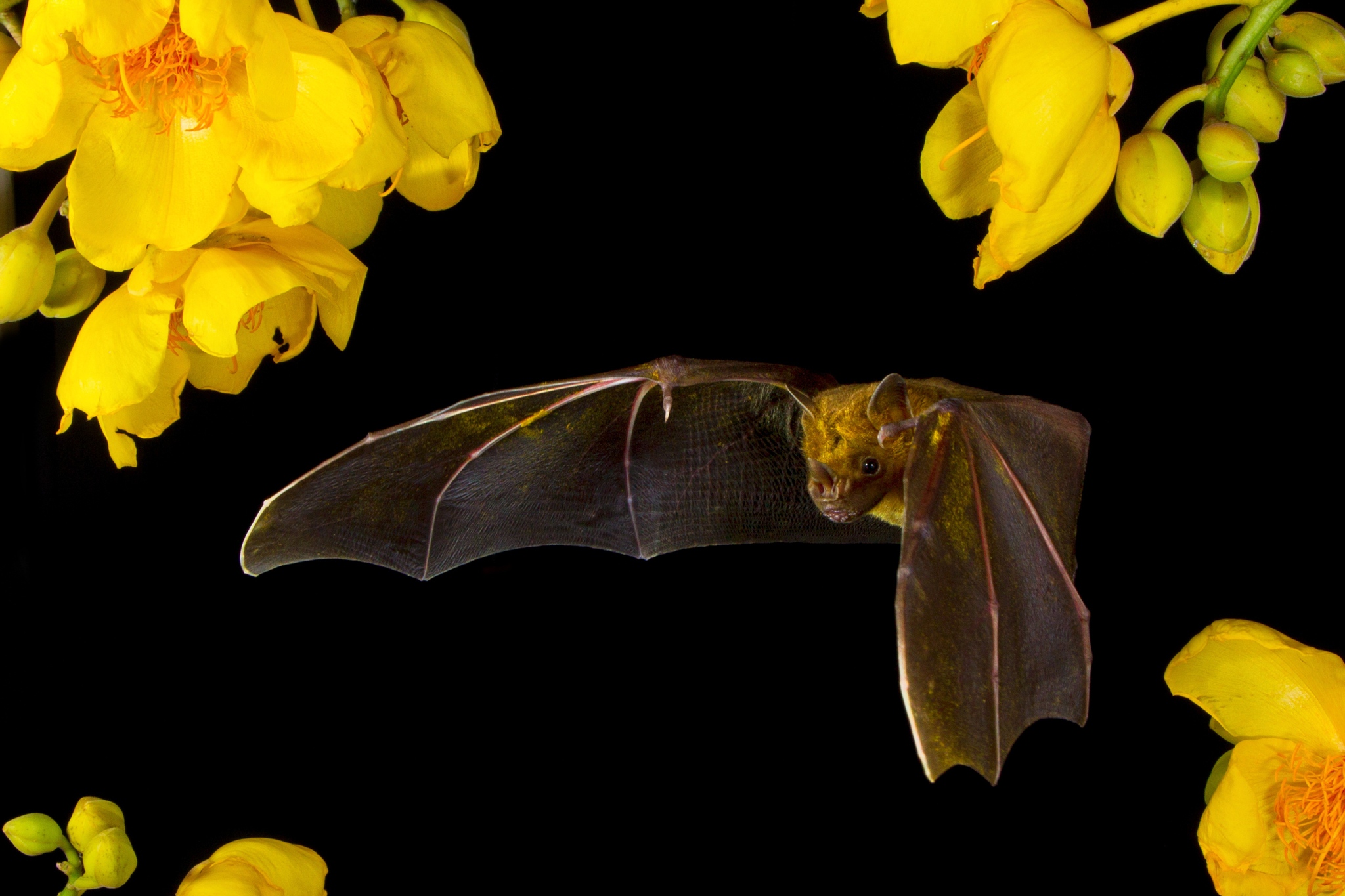 Bat Conservation International bringing back bat populations Kinute