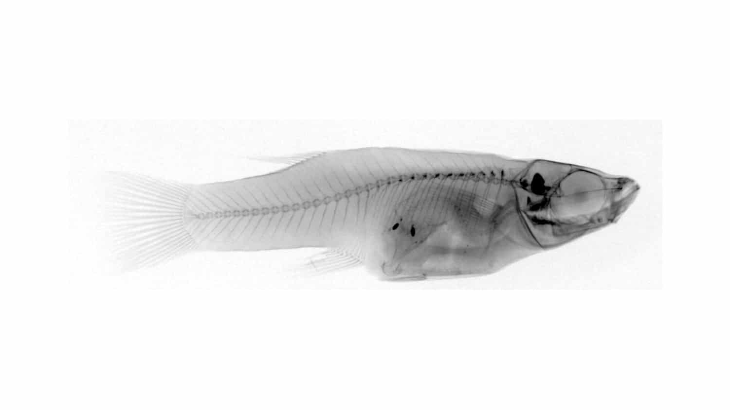 Fish Cannibalism Rare in Wild, Study Finds Current Science Daily