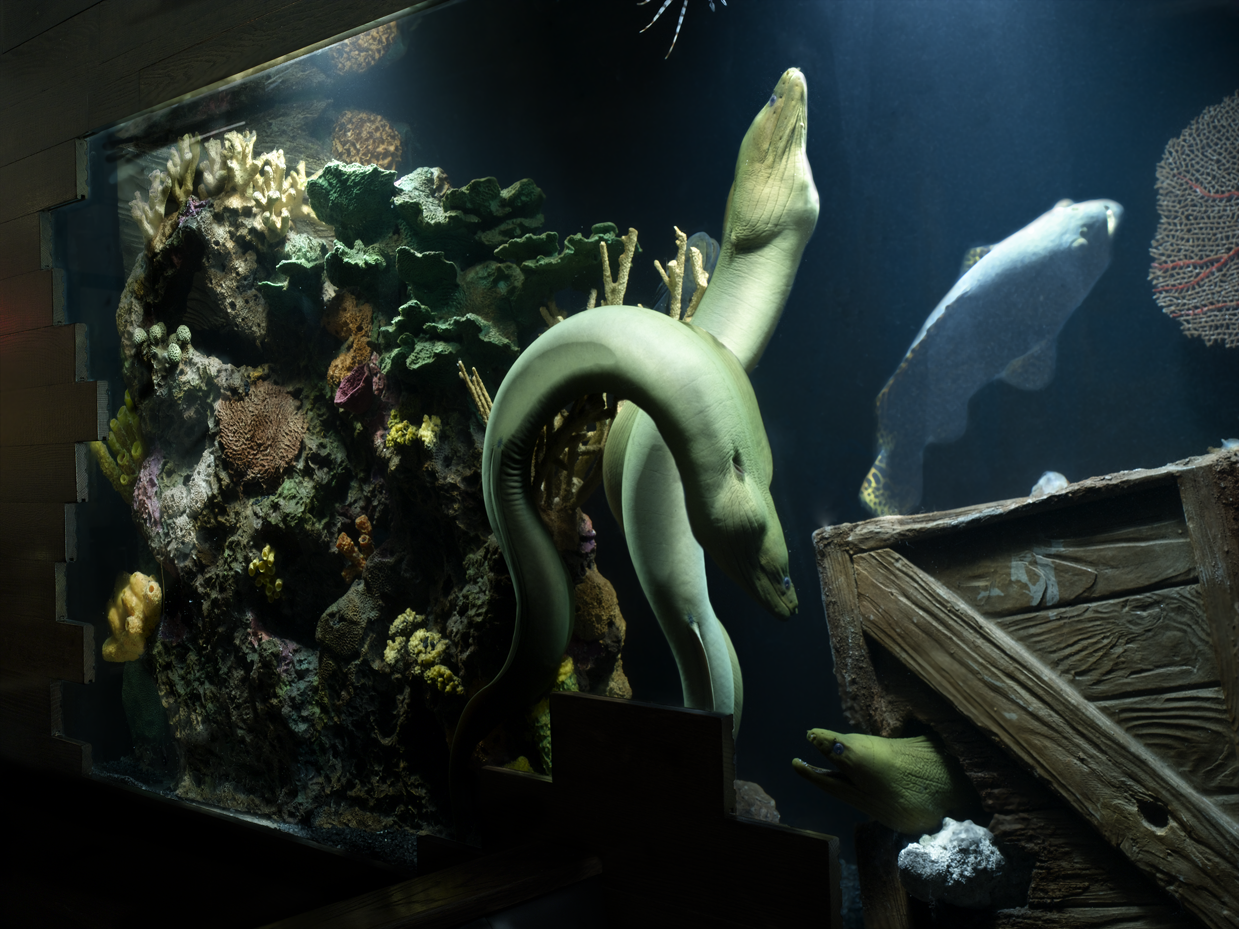 Eel reef 1a