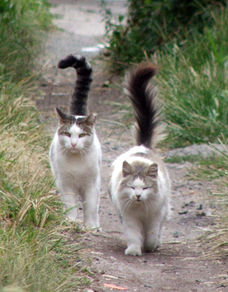 definition feral cat, TNR, feral cat