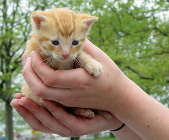 Neighborhood Cats impact, Neighborhood Cats accomplishments