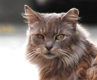 Donate to Neighborhood Cats, donation