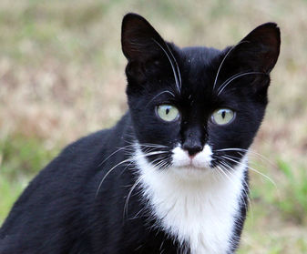 Donate to Neighborhood Cats, donation