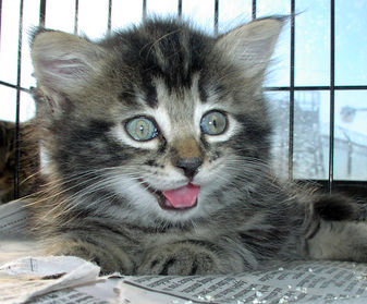 Donate to Neighborhood Cats, donation